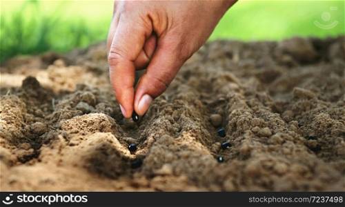 hand planting bean seed in the vegetable garden and light warm. agriculture concept