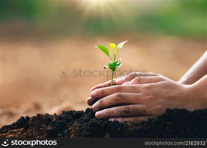 hand planting in garden. earth day concept