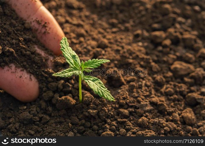 hand planting of cannabis in the garden with sunshine