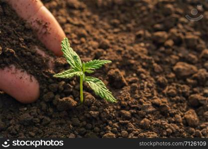 hand planting of cannabis in the garden with sunshine