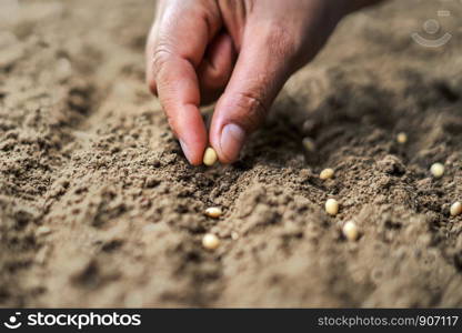 hand planting soy seed in the vegetable garden. agriculture concept