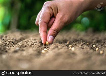 hand planting soy seed in the vegetable garden. agriculture concept