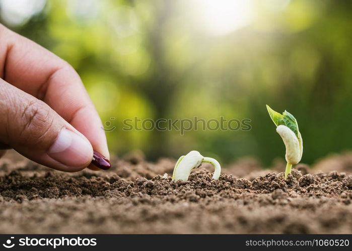 hand planting sprout in garden with sunshine