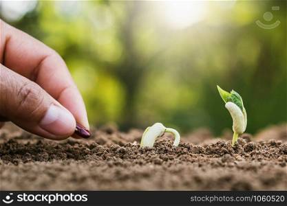 hand planting sprout in garden with sunshine