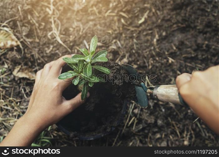 hand planting tree in soil with sunset at garden