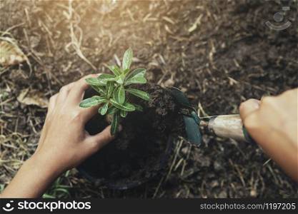 hand planting tree in soil with sunset at garden