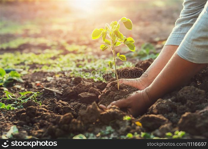 hand planting young tree in morning light. eco concept