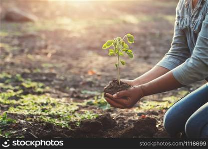 hand planting young tree in morning light. eco concept