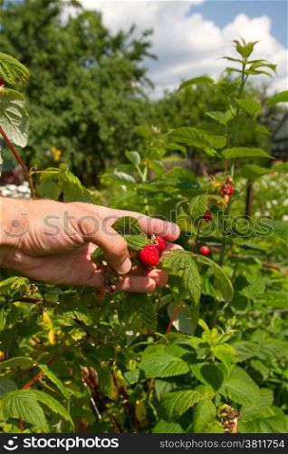 hand plucks raspberries growing on the bush