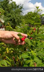 hand plucks raspberries growing on the bush