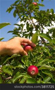 hand plucks the apple growing on a tree