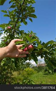 hand plucks the apple growing on a tree