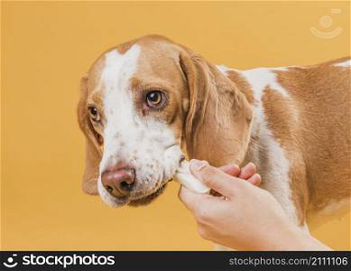 hand taking bone from dog mouth