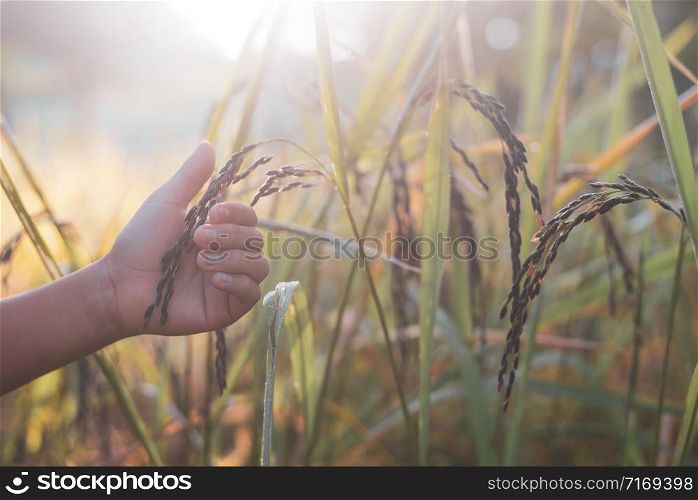 Hand tenderly touching young rice in paddy field with sunlight.