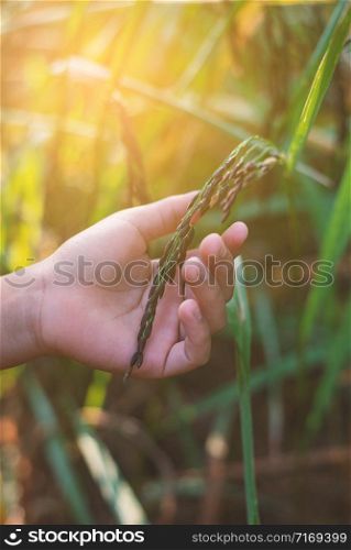Hand tenderly touching young rice in paddy field with sunlight.