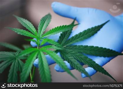 Hand touch Marijuana leaves cannabis plant tree growing on dark background / Hemp leaf for extract medical healthcare natural selective focus