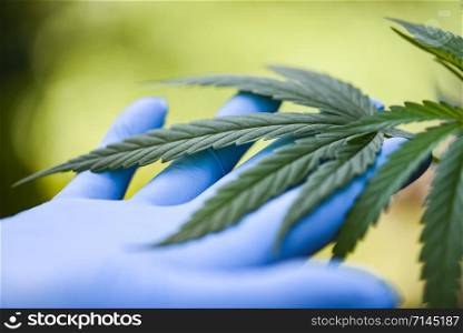 Hand touch Marijuana leaves cannabis plant tree growing on green background / Hemp leaf for extract medical healthcare natural selective focus