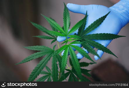 Hand touch Marijuana leaves cannabis plant tree growing on indoors / Hemp leaf for extract medical healthcare natural selective focus