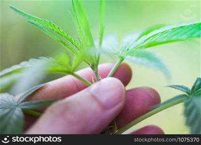 Hand touch Marijuana leaves cannabis plant tree growing on nature green background / Hemp leaf for extract medical healthcare natural selective focus
