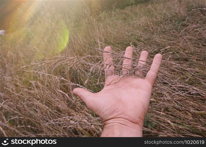 hand touching leaves plant in the nature