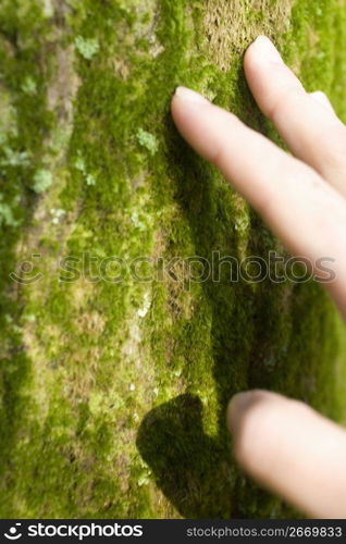 hand touching tree