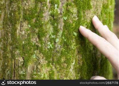 hand touching tree