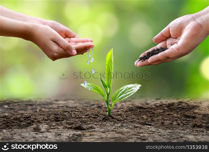 hand Watering plants tree mountain green Background Female hand holding tree on nature field grass Forest conservation concept