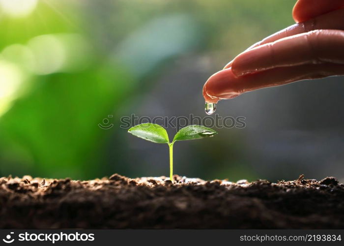 hand watering to small tree with sunshine. earth day eco concept