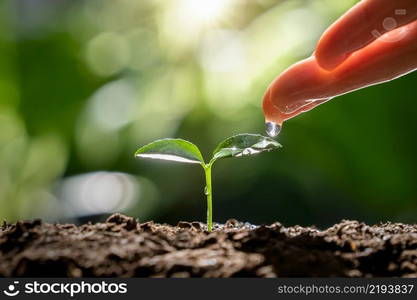 hand watering to small tree with sunshine. earth day eco concept