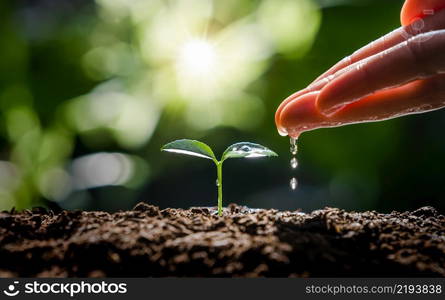 hand watering to small tree with sunshine. earth day eco concept