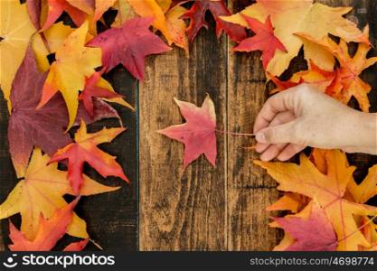 Hand with a beatiful red leaf. Autumns arrives