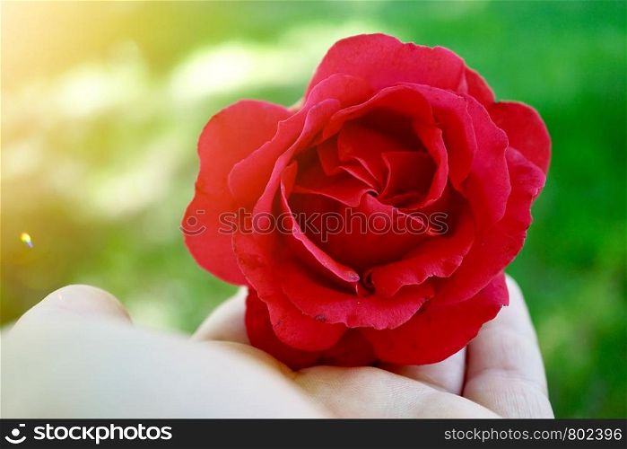 hand with a beautiful flower in the nature