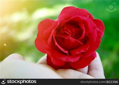 hand with a beautiful flower in the nature
