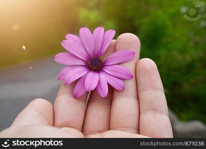 hand with a beautiful pink flower in the nature