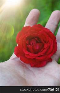 hand with a beautiful red rose flower plant in the nature