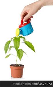 hand with a color watering can, pouring water on plant