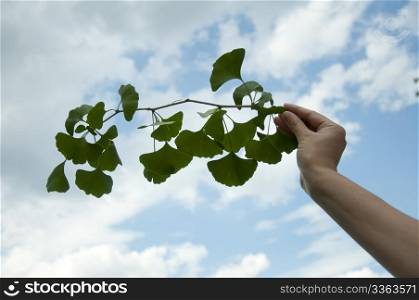 Hand with branch with leaves Ginkgo biloba on blue sky background