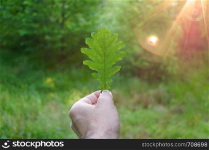 hand with green leaves in the nature in summer
