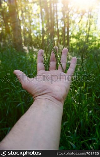 hand with green leaves in the nature in summer