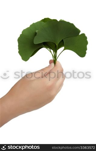 Hand with leaves Ginkgo biloba isolated on white background