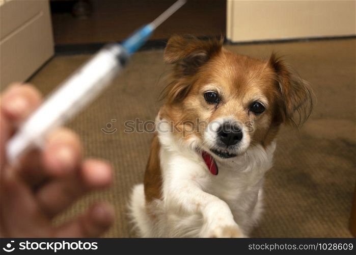 Hand with syringe and dog preparing for vaccine injection on the background.Vaccination, World rabies day and pet health care concept. Selective focus. medication. Hand with syringe and dog preparing for vaccine injection on the background.Vaccination, World rabies day and pet health care concept. Selective focus.