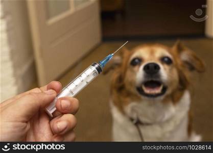 Hand with syringe and dog preparing for vaccine injection on the background.Vaccination, World rabies day and pet health care concept. Selective focus. medication. Hand with syringe and dog preparing for vaccine injection on the background.Vaccination, World rabies day and pet health care concept. Selective focus.