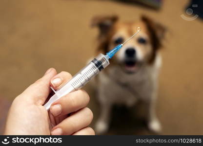 Hand with syringe and dog preparing for vaccine injection on the background.Vaccination, World rabies day and pet health care concept. Selective focus. medication. Hand with syringe and dog preparing for vaccine injection on the background.Vaccination, World rabies day and pet health care concept. Selective focus.