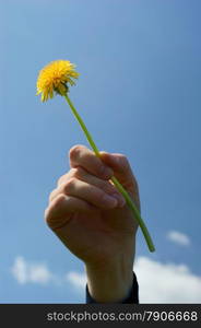 Hand with yellow dandelions.