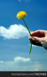 Hand with yellow dandelions.