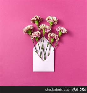 Handcraft blank envelope with carnations flowers on a magenta background, copy space. Top view. Congratulation card.. Congratulation card with carnation flowers in an envelope on a magenta background.