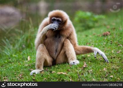 Handed Gibbon