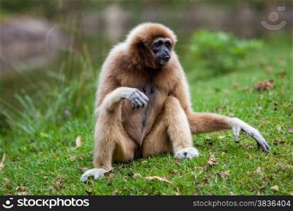 Handed Gibbon
