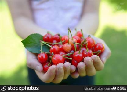 Handful of cherries in summer garden. Handful of cherries