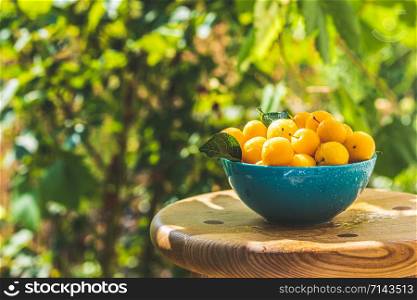 Handful of yellow cherry plums with water drops in blue bowl on the green nature background with sunny light in the garden